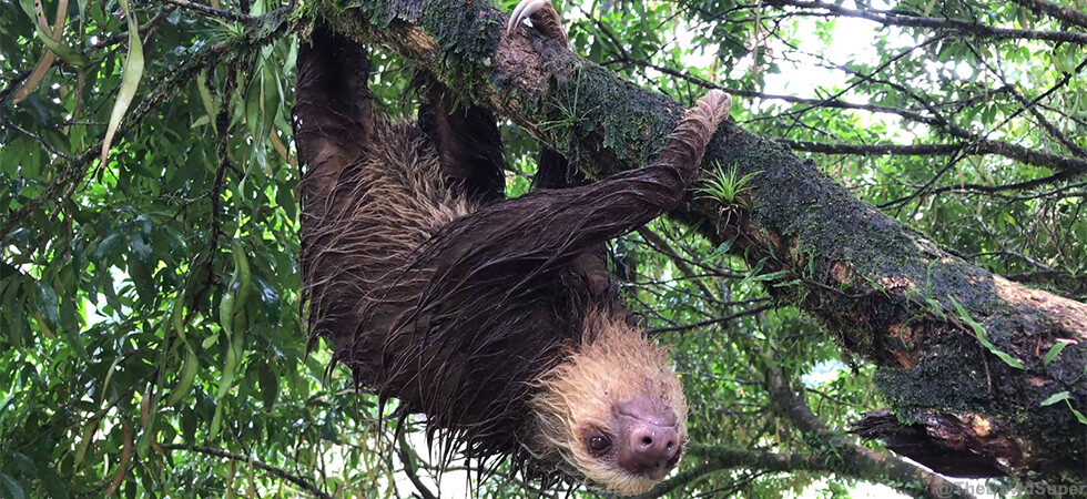 sloth
