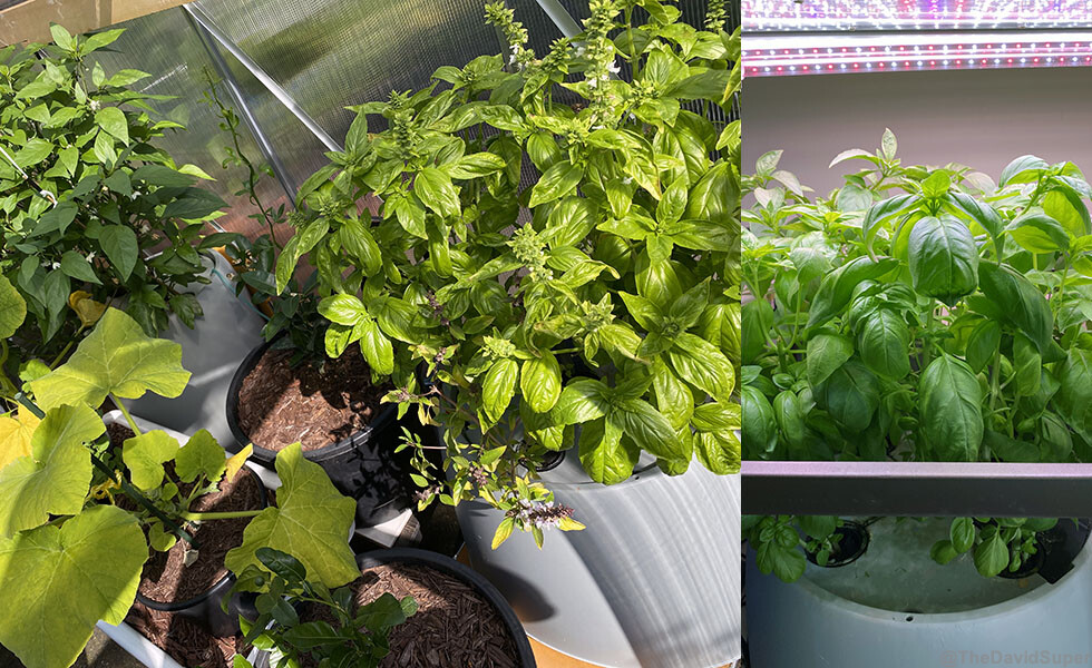 basil