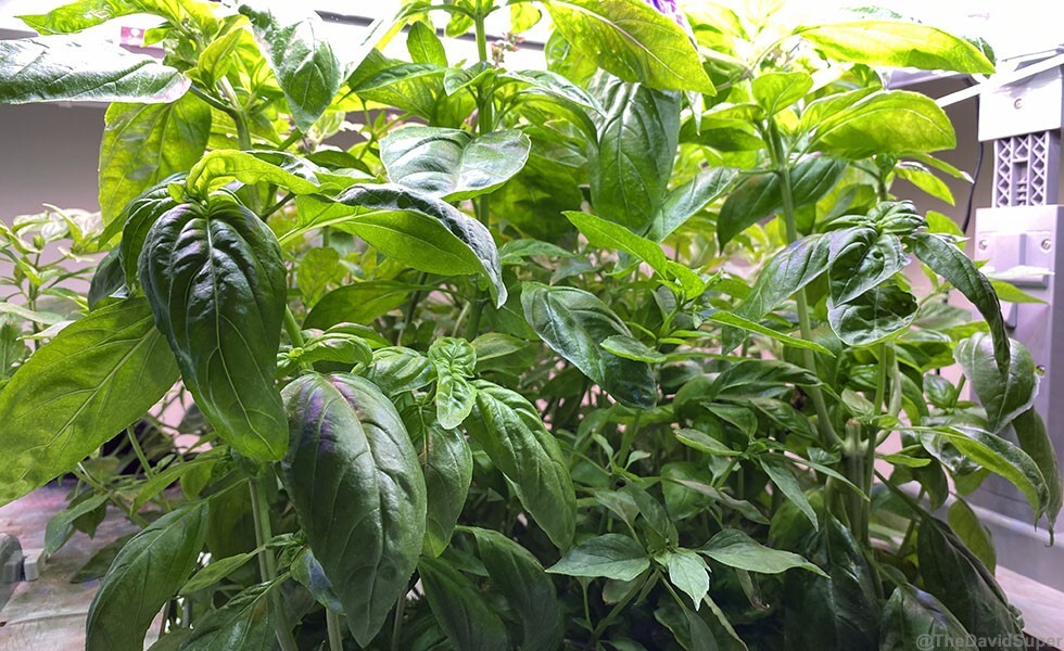 pesto