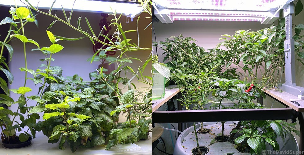 hydroponic