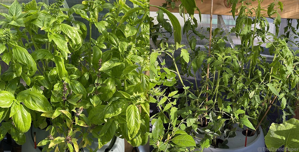 hydroponic