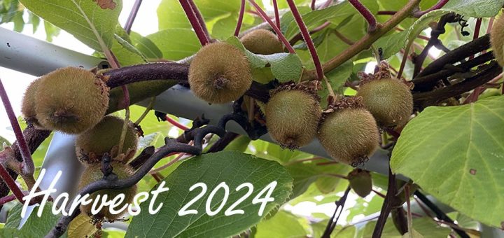 harvest_2024