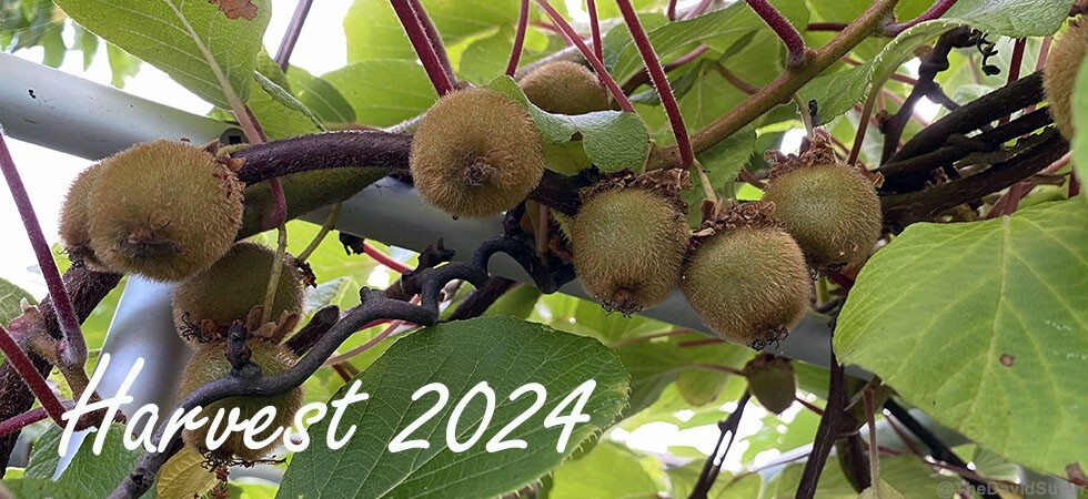 harvest_2024