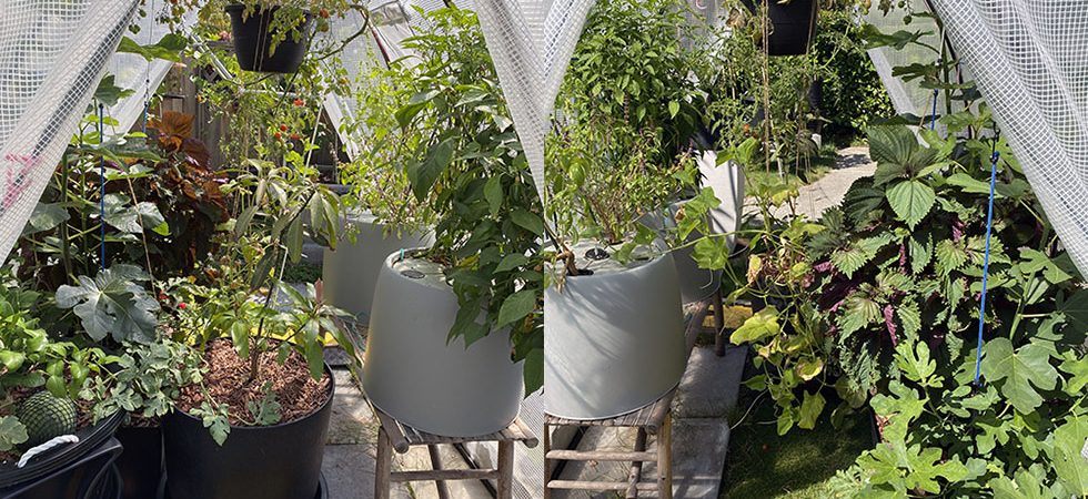 green_house