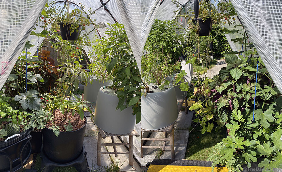 green_house