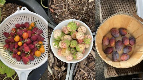 Harvest 2024 02