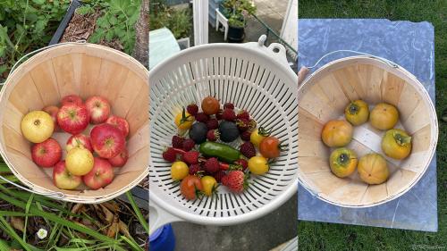 Harvest 2024 04
