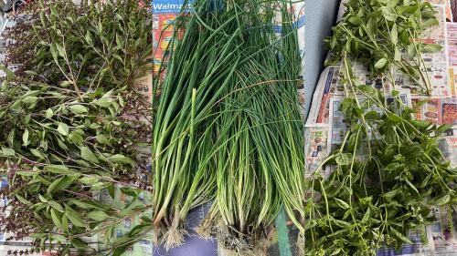 Harvest 2024 08
