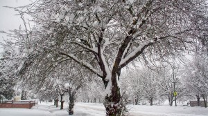 Snow 004